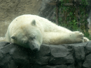 白熊さんはずっと昼寝